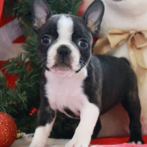 🐾 Nora – Boston Terrier Hündin (12 Wochen)