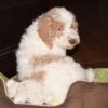 🐾 Pippa – Mini Pudel Hündin, 12 Wochen alt - Image 3