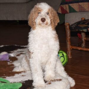 🐾 Pippa – Mini Pudel Hündin, 12 Wochen alt