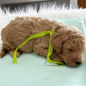 🐾 Cash – Mini Goldendoodle Rüde (12 Wochen)