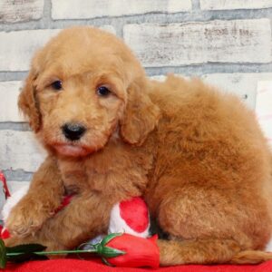 🐾 Maggie – Standard Goldendoodle Hündin (12 Wochen)