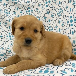 🐾 Holly – Mini Goldendoodle Hündin (12 Wochen)