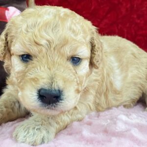 🐾 Tansy – Standard Goldendoodle Hündin (12 Wochen)