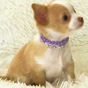 🐾 Lil Eli – Chihuahua Hündin (12 Wochen)